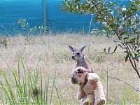 Fauna & Flora: orphaned baby kangaroo with a teddy bear