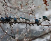 TopRq.com search results: birds cuddling