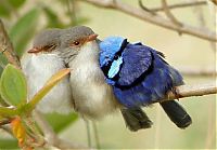 TopRq.com search results: birds cuddling
