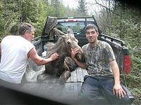 Fauna & Flora: moose yearling rescued