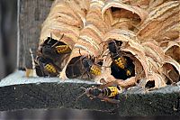 TopRq.com search results: hornet nest