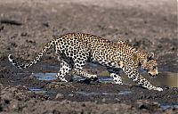 TopRq.com search results: leopard fishing in the mud