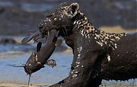 TopRq.com search results: leopard fishing in the mud