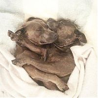 TopRq.com search results: staffordshire bull terriers