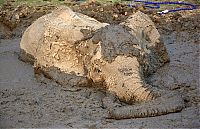 Fauna & Flora: elephant rescued from the mud