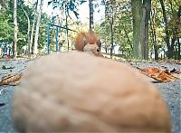 TopRq.com search results: squirrel with a nut