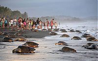 Fauna & Flora: arribadas, sea turtles synchronised nesting disturbed with tourists