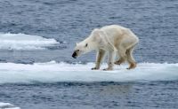 TopRq.com search results: polar bear starving