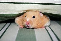 TopRq.com search results: cute hamsters