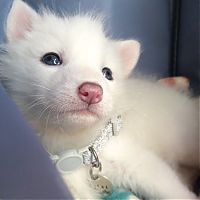 TopRq.com search results: fox pet