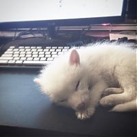 TopRq.com search results: fox pet