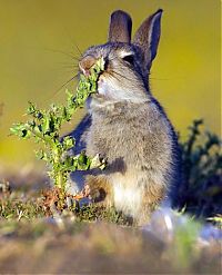TopRq.com search results: rabbit eating a plant