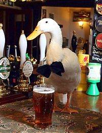 TopRq.com search results: duck drinks a beer