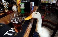TopRq.com search results: duck drinks a beer