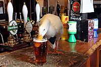 Fauna & Flora: duck drinks a beer