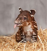 TopRq.com search results: cute baby pet animal