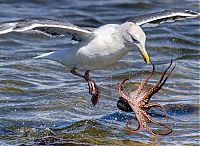 Fauna & Flora: seagull hunting an octopus