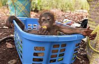 TopRq.com search results: baby orangutans