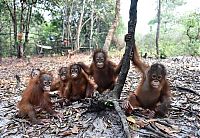 TopRq.com search results: baby orangutans