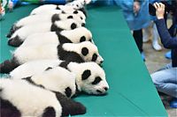 Fauna & Flora: Giant Panda Breeding, Chengdu Research Base, Chengdu, Sichuan, China