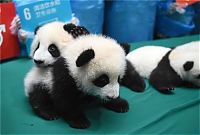 Fauna & Flora: Giant Panda Breeding, Chengdu Research Base, Chengdu, Sichuan, China