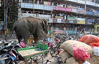 TopRq.com search results: Wild elephant, Siliguri, West Bengal, India