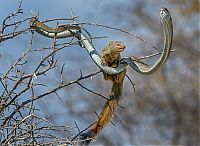 TopRq.com search results: mongoose eating a snake
