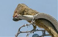 Fauna & Flora: mongoose eating a snake