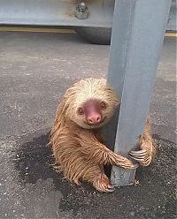 Fauna & Flora: sloth rescued on the highway