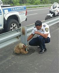 Fauna & Flora: sloth rescued on the highway