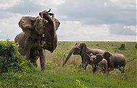 Fauna & Flora: angry elephant attacks a buffalo