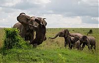 Fauna & Flora: angry elephant attacks a buffalo
