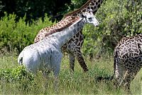 Fauna & Flora: white albino giraffe