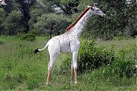 TopRq.com search results: white albino giraffe