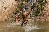 TopRq.com search results: Tigers temple, Bangkok, Kanchanaburi, Thailand