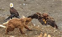 Fauna & Flora: bear against an eagle