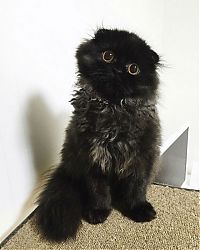 TopRq.com search results: scared little black kitten