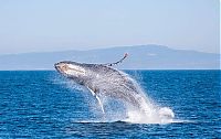 Fauna & Flora: whale cetaceans