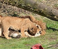 Fauna & Flora: lion cubs with a family