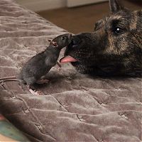 Fauna & Flora: cute rat with a dog