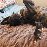 Fauna & Flora: cute rat with a dog