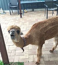 TopRq.com search results: alpaca pet