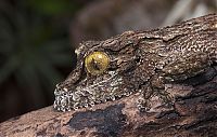 Fauna & Flora: gecko blending ability