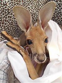 Fauna & Flora: Rescuing kangaroos, Kangaroo Dundee, Chris Brolga Barns