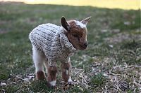 Fauna & Flora: cute pet baby goat