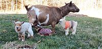 TopRq.com search results: cute pet baby goat