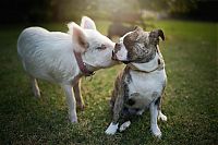 Fauna & Flora: pig and dogs