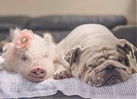 Fauna & Flora: pig and dogs