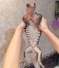 TopRq.com search results: lizard pet