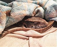 TopRq.com search results: lizard pet